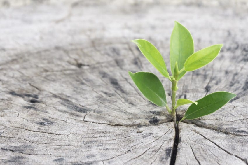 Green plant sprouting through cracked tree stump, symbolizing growth and resilience in digital marketing strategies.