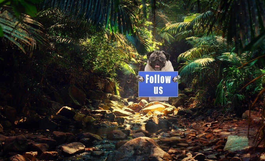 Pug holding blue 'Follow Us' sign in lush green forest, stream flowing over rocks, vibrant jungle scene, digital marketing theme.
